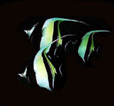 Bannerfish        Saipan   N.M. I. by M. E. Dalsaso 
